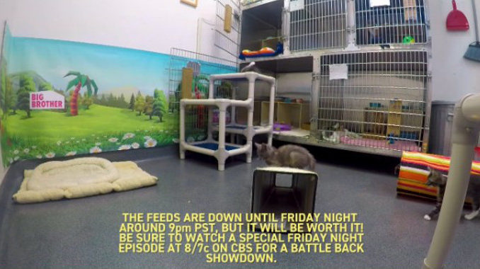 BB19 Battle Back Blackout